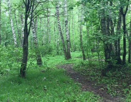 видновский лес.jpg